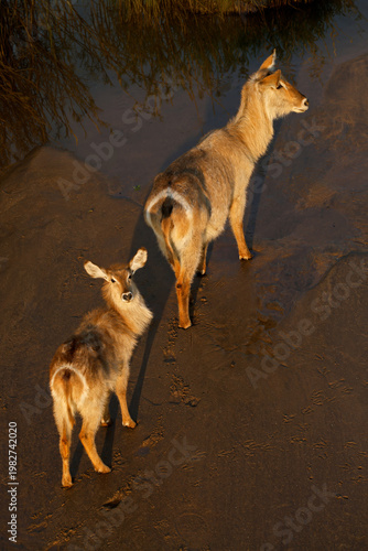 A waterbuck (Kobus ellipsiprymnus) cow with calf in late afternoon light, Kruger National Park, South Africa