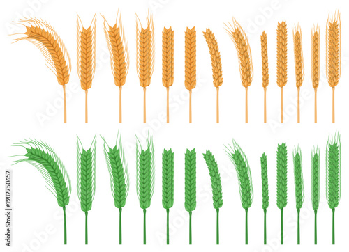 Collections green and golden wheat spikelet isolated