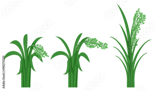 Proso, a cereal plant with green leaves, is set.