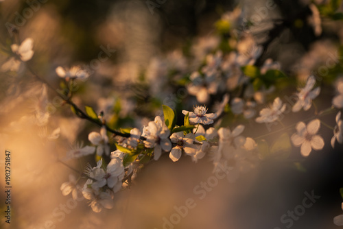 Kwitnąca śliwa w wiosennym parku – białe kwiaty na drzewie w miękkim świetle i rozmyciu tła
