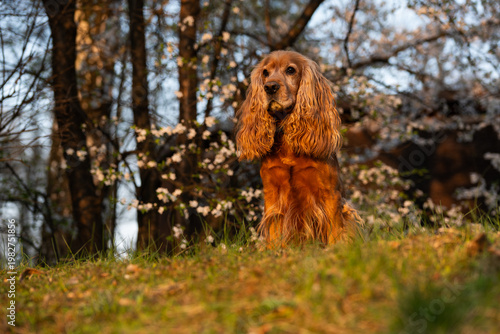 Cocker spaniel angielski w wiosennym parku – portret psa na tle rozmytych kwiatów