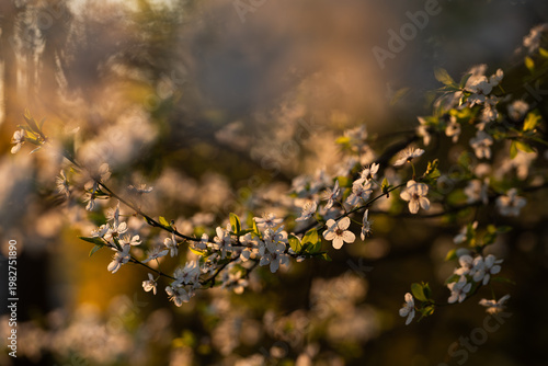 Kwitnąca śliwa w wiosennym parku – białe kwiaty na drzewie w miękkim świetle i rozmyciu tła