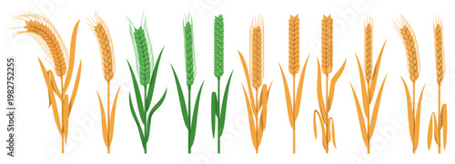 Collections of green and golden cereal wheat plant spikelets isolated