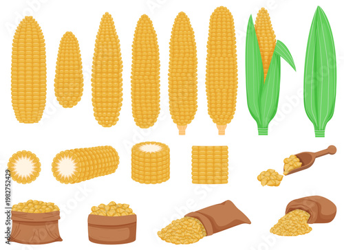 Collection of corn grain. cereal product. and maize crops harvested. flour, grain pile