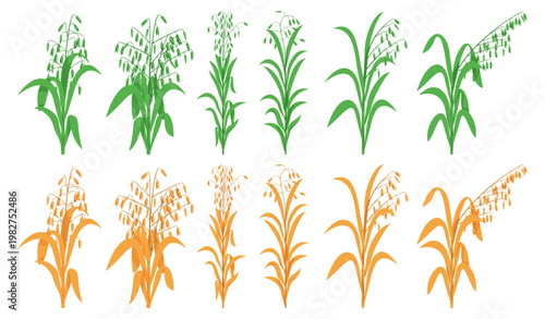 Collections of green and golden leaf cereal oats plant spikelets.
