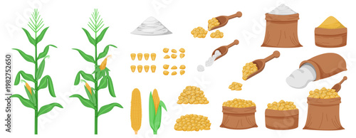 Corn grains collected in jute bags, cereal products, and maize crops harvested. flour, grain pile