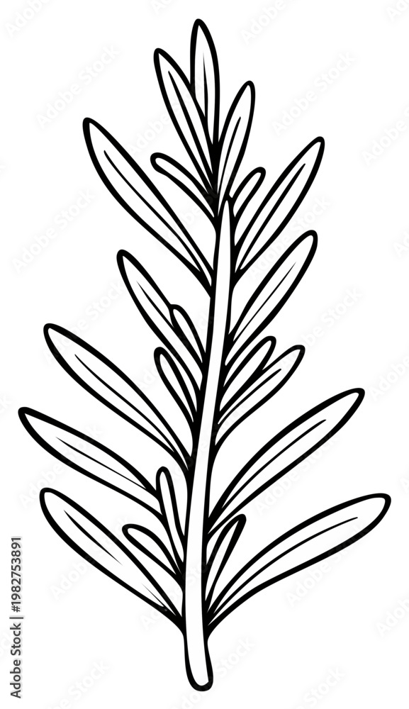 Fototapeta premium Black and white illustration of rosemary sprig, culinary herb