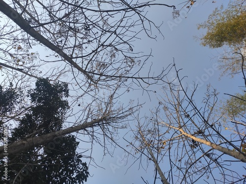 Sunlight Through Forest Trees by the Riverside in Laos