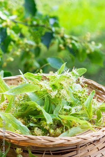Freshly picked lime blossoms or linden flowers in wicker basket outdoors, harvested lime blossoms close up, herbs and alternative medicine concept