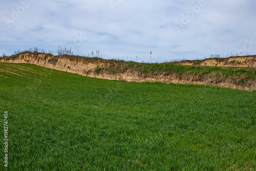 Fotografi Cereal crop field with natural embankments along margins