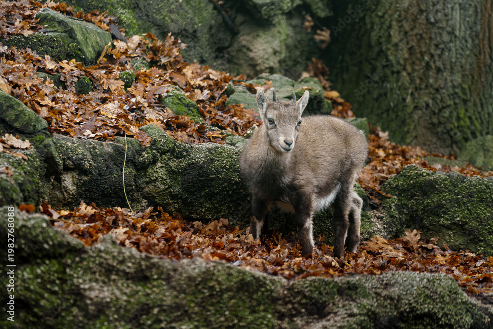 Fototapeta premium Portrait of Alpine ibex in zoo