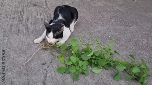 Black and white cat, Happy and funny eating Indian acalypha roots, Enjoy eating lifestyle. cute, take, catnip, eat, green, animal, enjoy, slow life, pet care, pet
