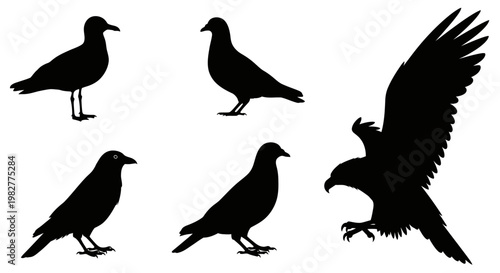 Diverse Bird Silhouettes Collection: Eagle, Seagull, Pigeon, and Crow Outlines