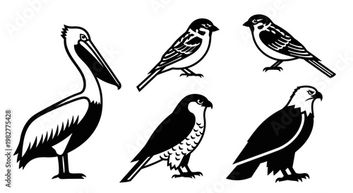 Diverse Bird Species Collection: Pelican, Sparrow, Hawk, and Eagle Illustrations