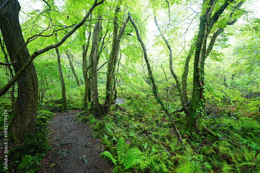 Obraz premium fine path and mossy old trees in misty rain