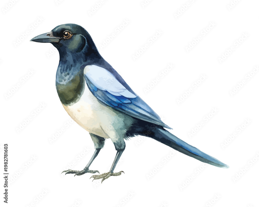 Fototapeta premium Watercolor Magpie Clipart, Elegant Black and White Bird Illustration, Isolated on White