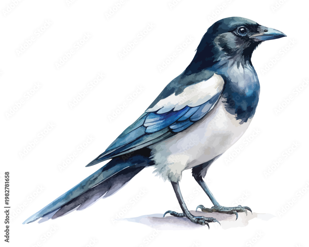 Obraz premium Watercolor Magpie, Black and White Bird Clipart, vector illustration isolated on white background