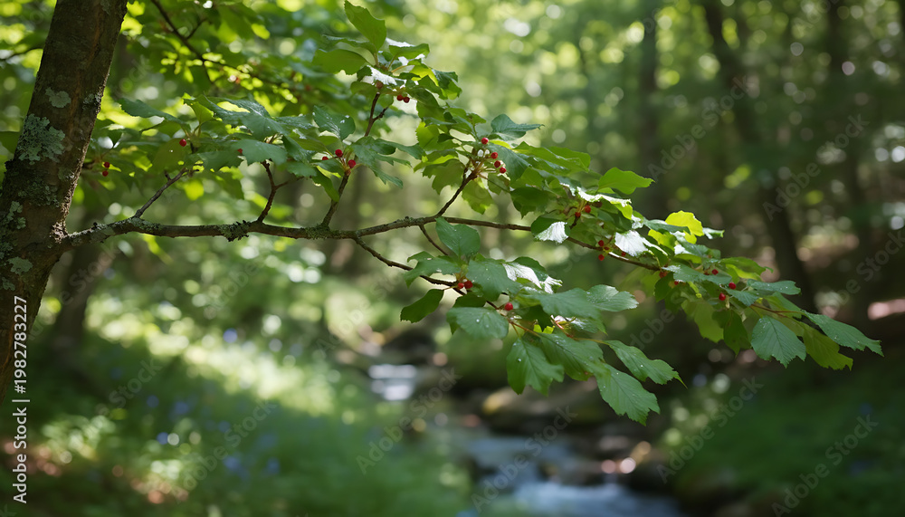 Fototapeta premium A stream runs through a forest with trees and green foliage