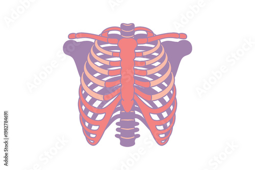 Ribcage illustration shows human thoracic anatomy in flat style.