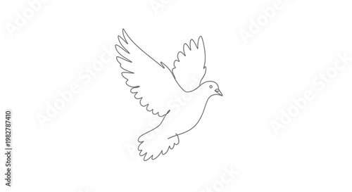 Flying White Dove in Air.