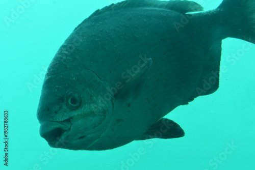 かつうら海中公園