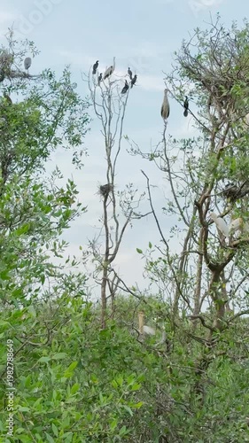 Variety of birds resting and flying in a wetland sanctuary. A beautiful sight.