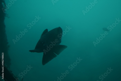 かつうら海中公園