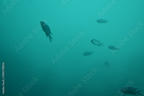 かつうら海中公園