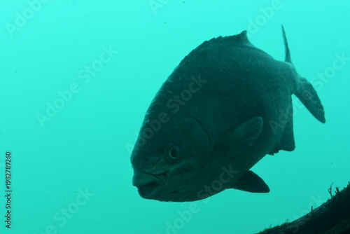 かつうら海中公園