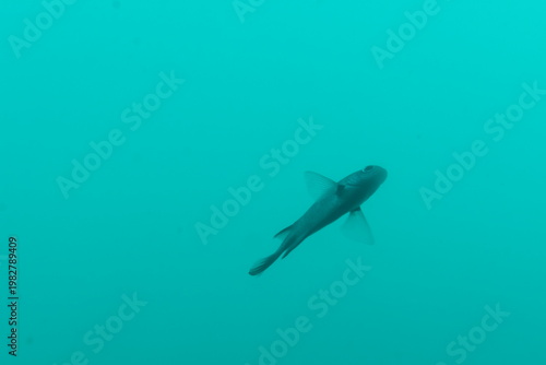 かつうら海中公園