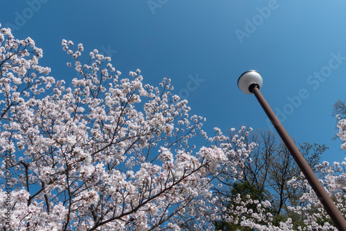 青空に美しいピンクの桜　滋賀県大津市茶臼山公園