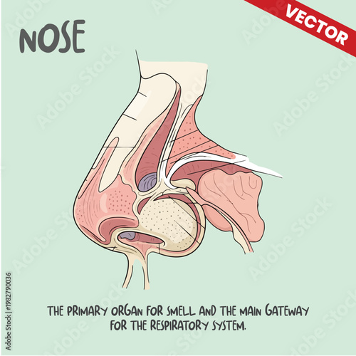 Human Nose Anatomy Diagram Vector. Lateral View of Nasal Structure and Sinus Cavity. Sense of Smell Medical Illustration for Respiratory Health. Internal and External Nose Anatomy Composition.