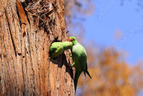 ワカケホンセイインコ