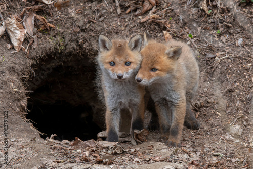 キタキツネの子供