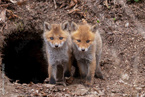 キタキツネの子供