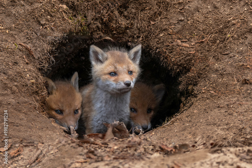 キタキツネの子供