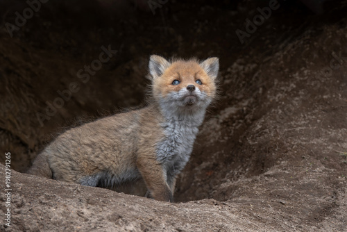 キタキツネの子供