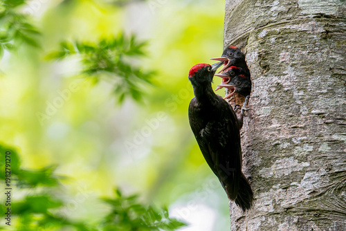 子育て中のクマゲラ
