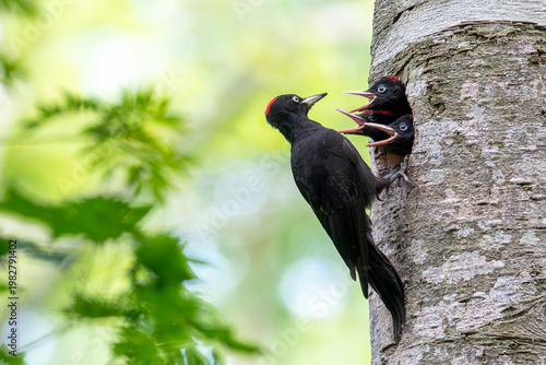 子育て中のクマゲラ