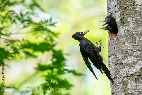 子育て中のクマゲラ