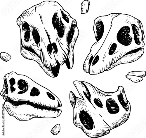 Detailed black and white hand drawn dinosaur skulls and bone fragments a white background