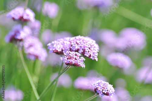 Verbena bonariensis , Verbena or Vervain or Verbenaceae or Verbena officinalis or purple flower