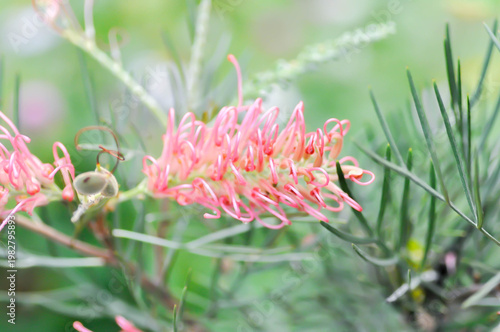 Grevillea banksii or  Grevillea Long John or  Grevillea Superb or Grevillea Sylvia or Spider flower or Banksia occidentalis or pink flower