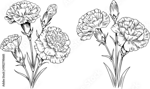 Detailed black and white line of carnation flower arrangements with buds floral