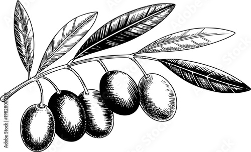 Vintage black and white of an olive branch with ripe olives and detailed leaves fruit