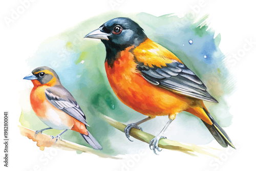 Watercolor Oriole Clipart, Colorful Orange Bird Illustration, Isolated on White