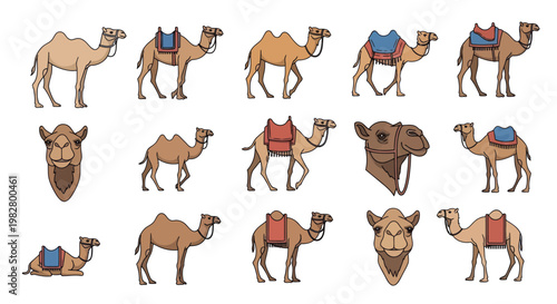 Collection of Dromedary Camels with Saddles, Vector Illustration