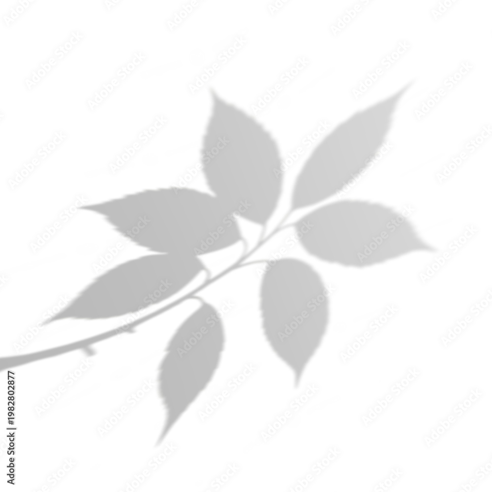 Fototapeta premium Natural Shadow of Leaves without Background