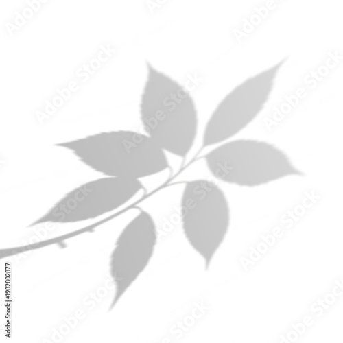 Natural Shadow of Leaves without Background