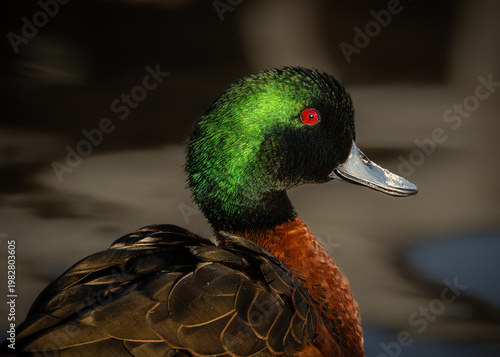 A colorful male chestnut teal showing its iridescent green head feathers, chestnut orange neck feathers, patterned brown feathers and a bright red eye, at Burrill Lake in New South Wales, Australia.